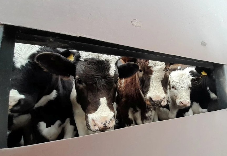 У саратовского села задержали телят-нелегалов, направлявшихся в Нижегородскую область